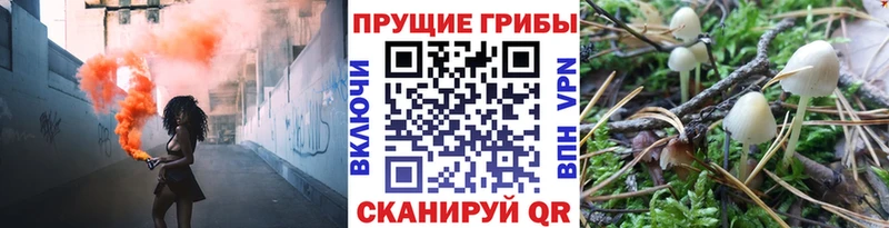 Псилоцибиновые грибы Psilocybe  Шимановск 